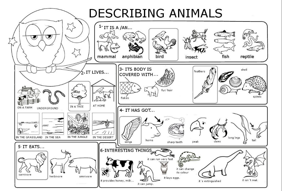 How to describe an animal
