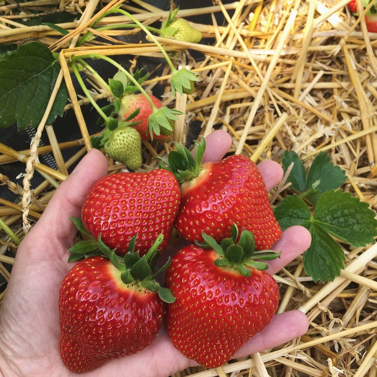 Hände voll Erdbeeren