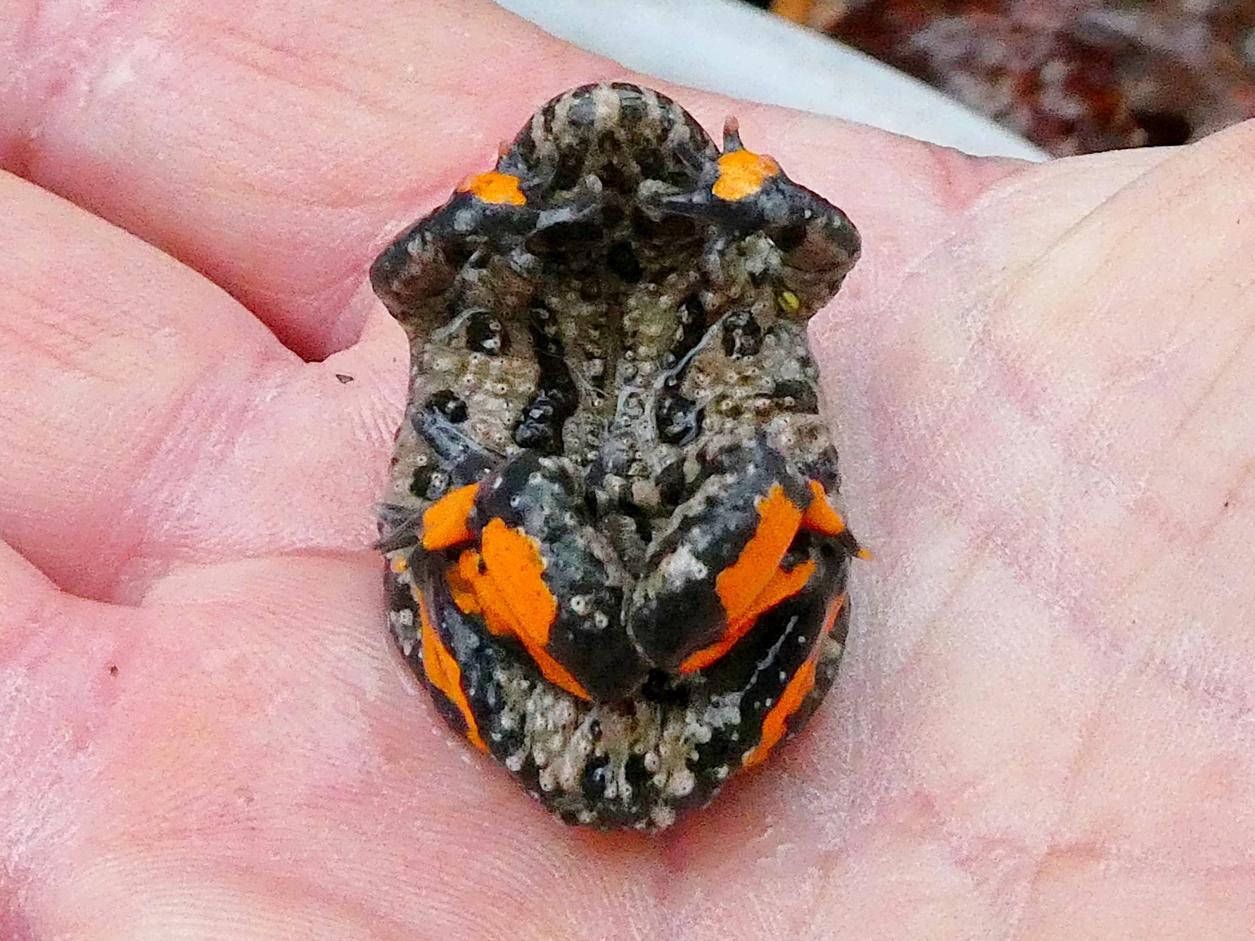 Rotbauchunke, Bombina bombina, Lipsa
