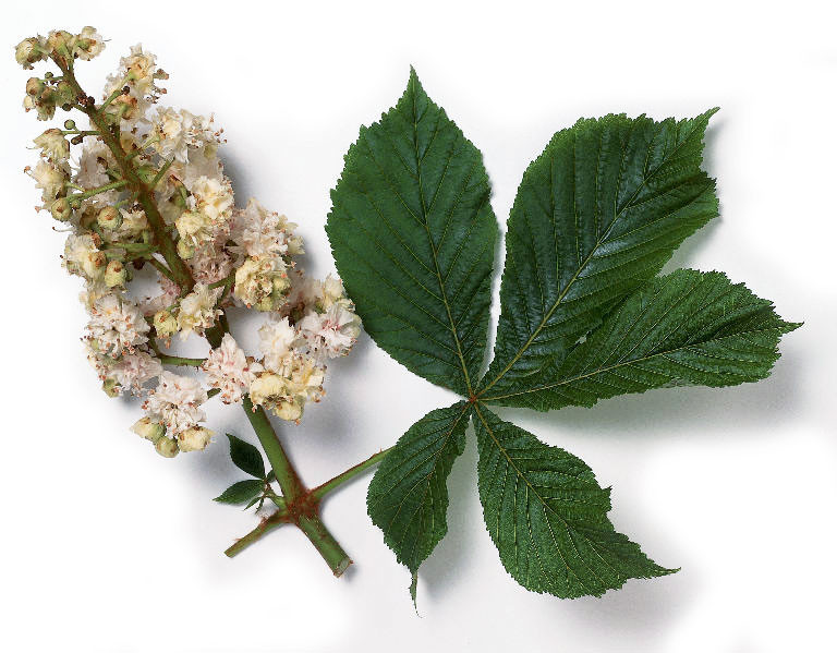 каштан сегю. ветка каштана. три каштана таганрог. конский каштан. дикий конский каштан.