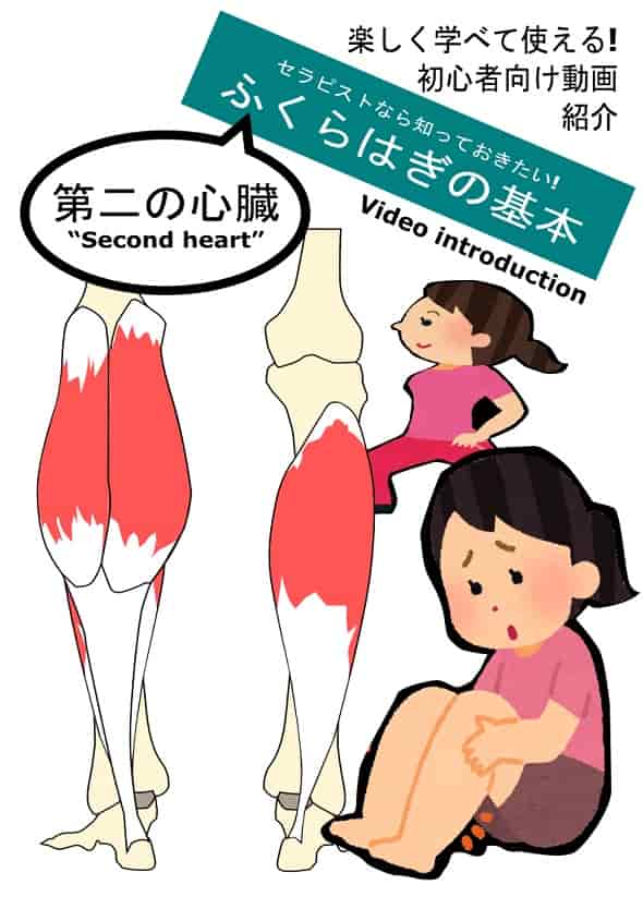 ふくらはぎ講座（ふくらはぎの基本）