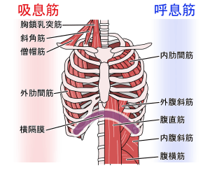 呼吸筋｜吸息筋・呼息筋