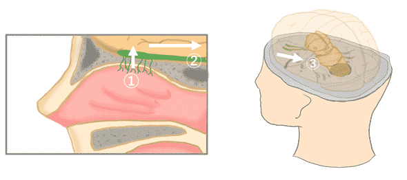 アロマと自律神経　臭覚　脳　海馬　視床下部　大脳辺縁系