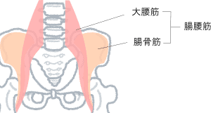 腸腰筋 (イラスト図)