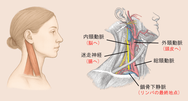 胸鎖乳突筋と内外頸動脈・迷走神経・鎖骨下静脈の図