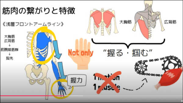 フロントアームライン