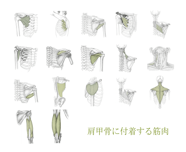肩甲骨に付着する筋肉のイラスト図
