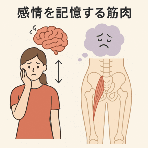 イメージ画像｜感情を記憶する筋肉｜腸腰筋と感情の関係とは？