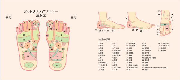 足の反射区図(フットリフレクソロジーチャート)