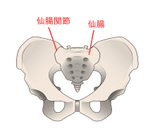 仙腸関節と骨盤