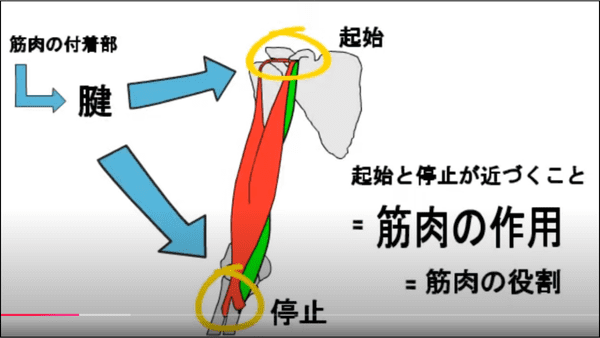 筋肉の作用（肩こり）