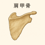 肩甲骨のイラスト