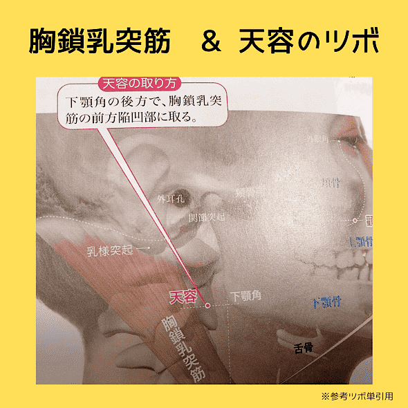 胸鎖乳突筋をほぐして心身のバランスを整える