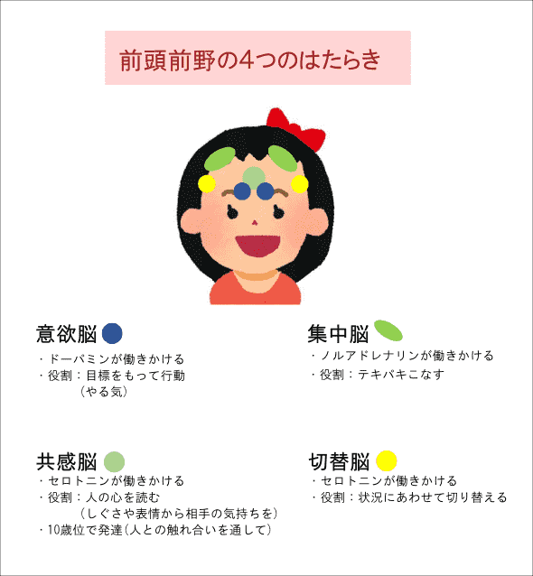 女性脳と前頭前野の４つの働き