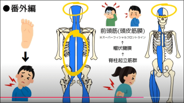 筋膜の繋がり