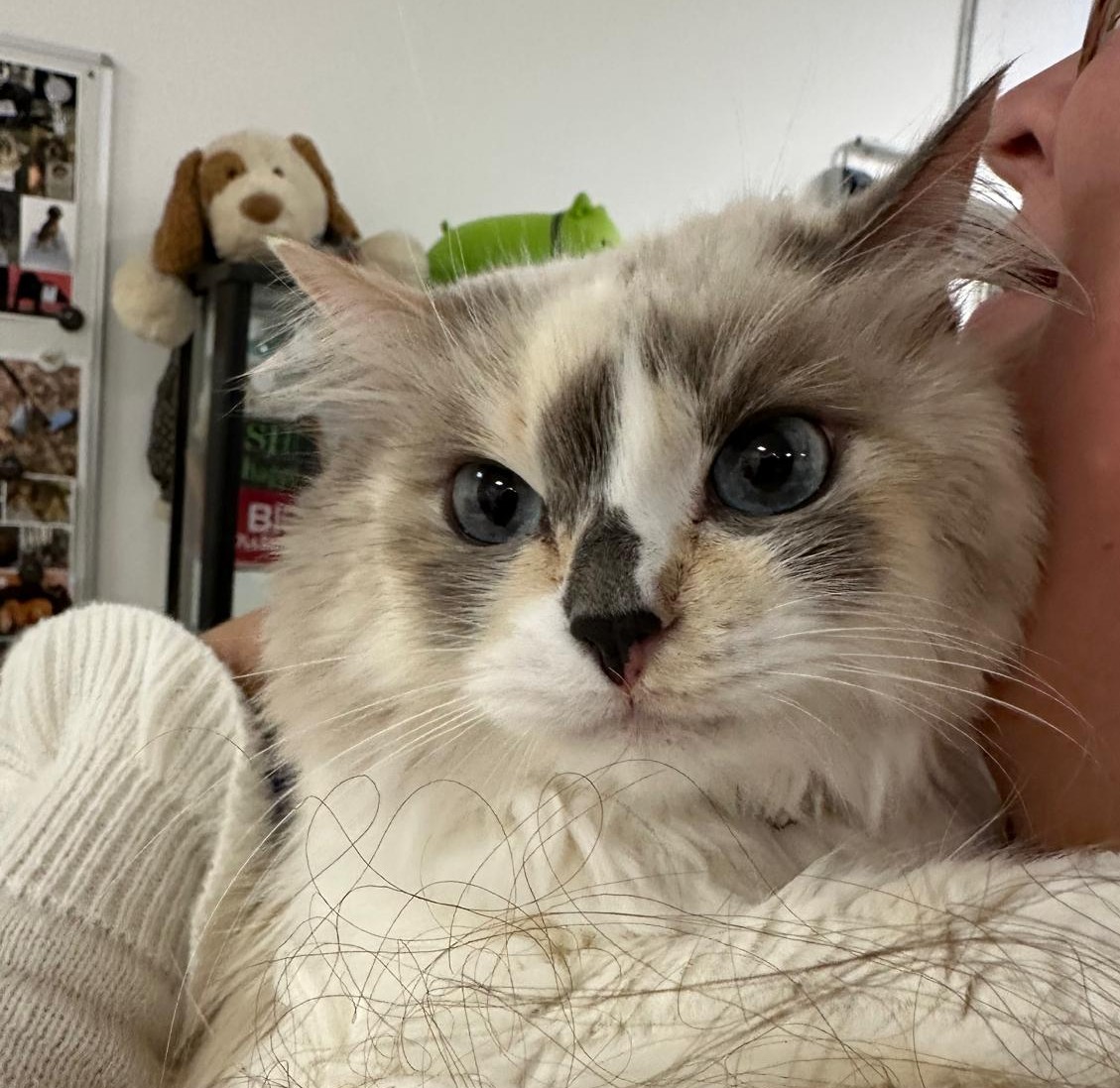 Besuch von Schönheit Nilla