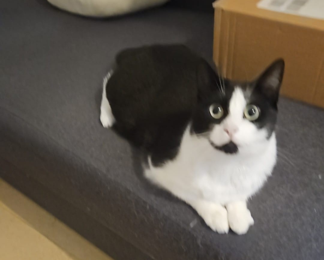 212 Katzen und 164 Hunde