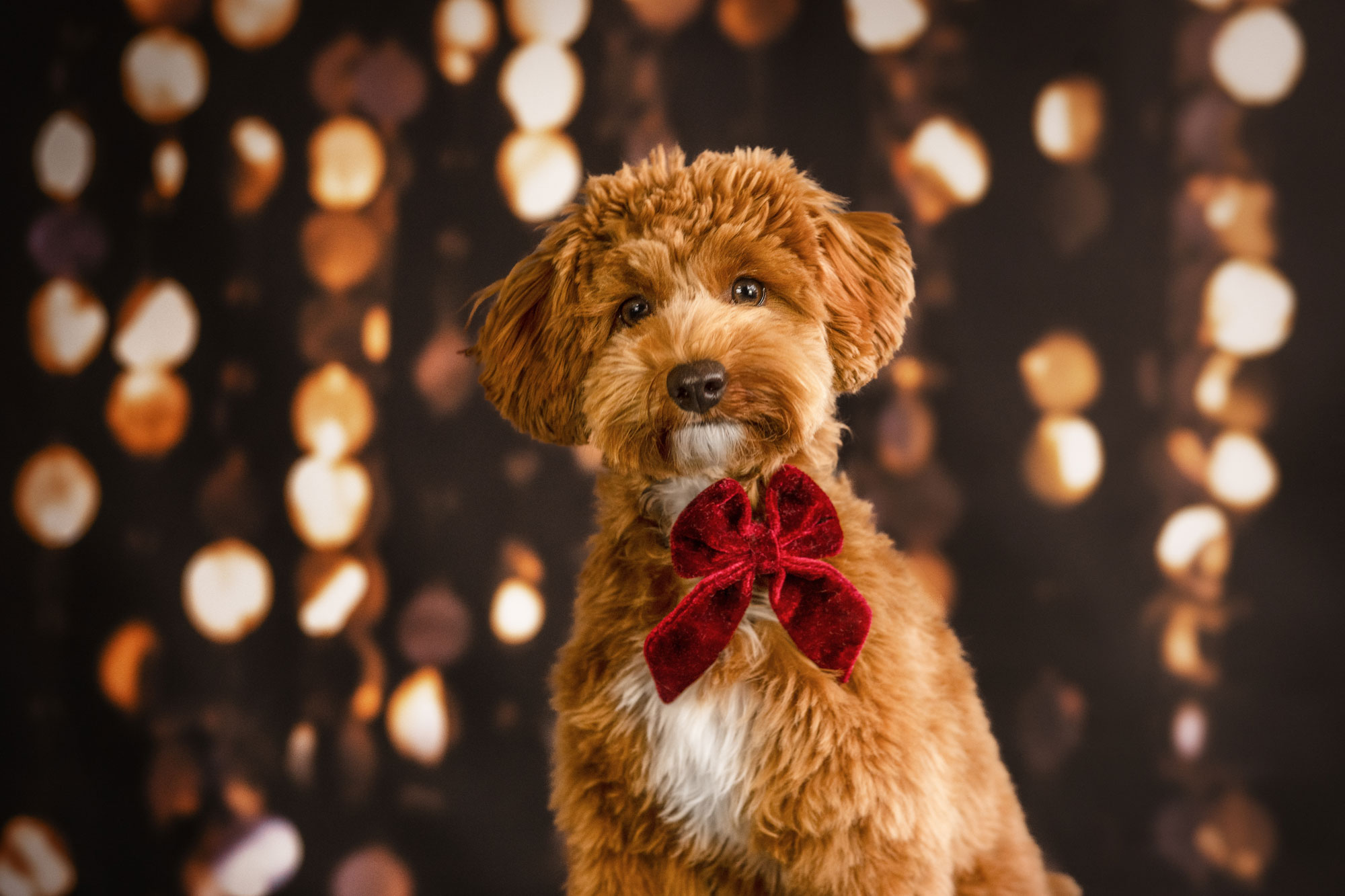 Hundeweihnachtsmarkt auf dem Gertrudenhof