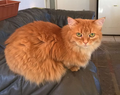 Katze Meuschen, Foto vom Halter
