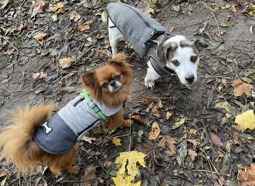 Hundemäntelchen für alte und kranke Vierbeiner