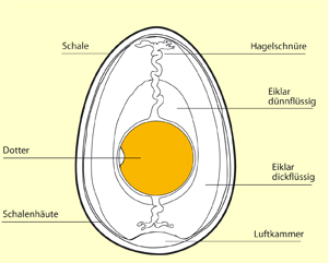 Ein Ei im Querschnitt (http://www.rund-ums-ei.at/index.php?id=aufbau).