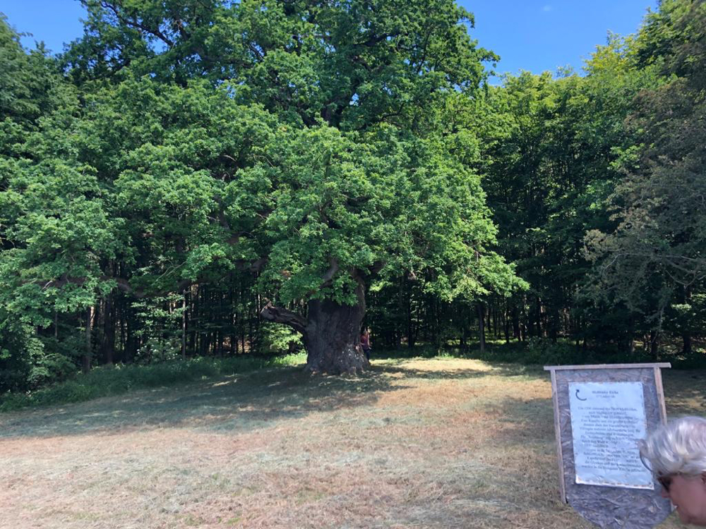Foto privat: Naturdenkmal Messfelder Eiche