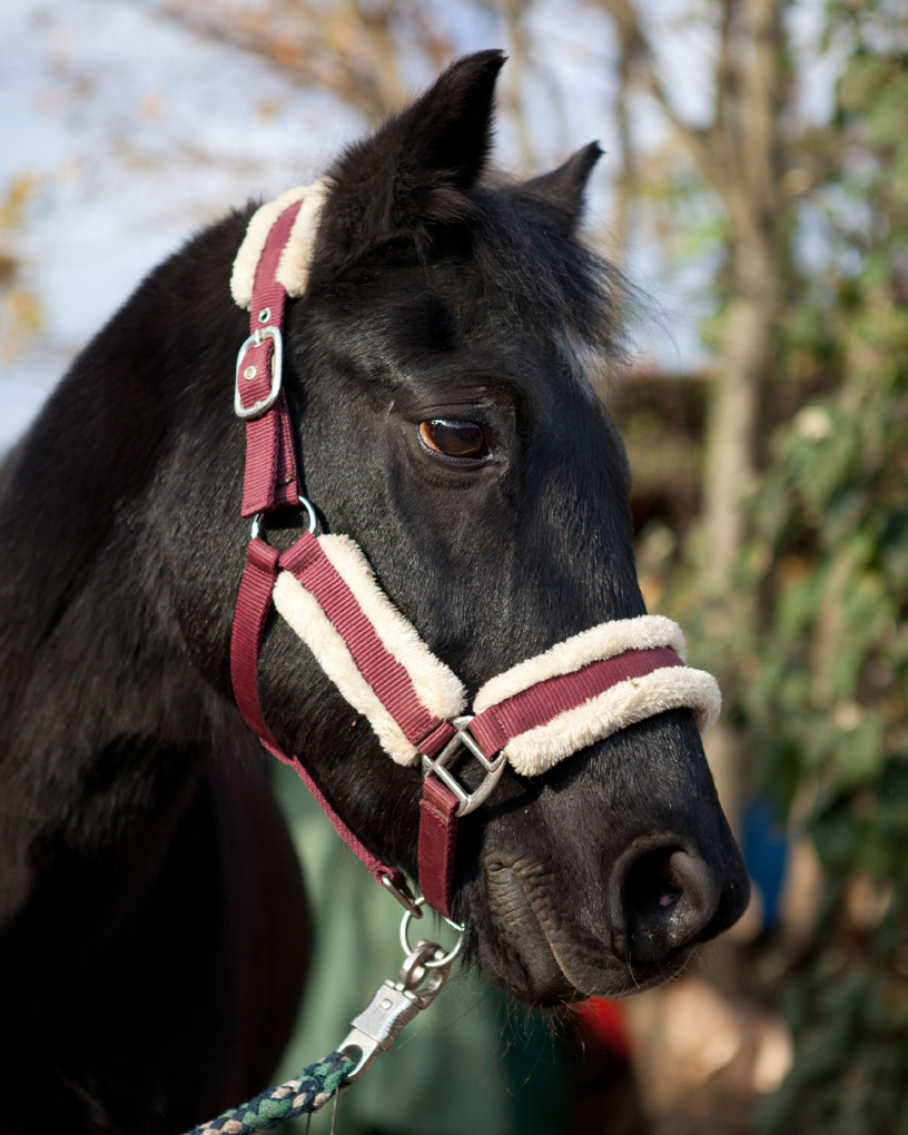Blacky
