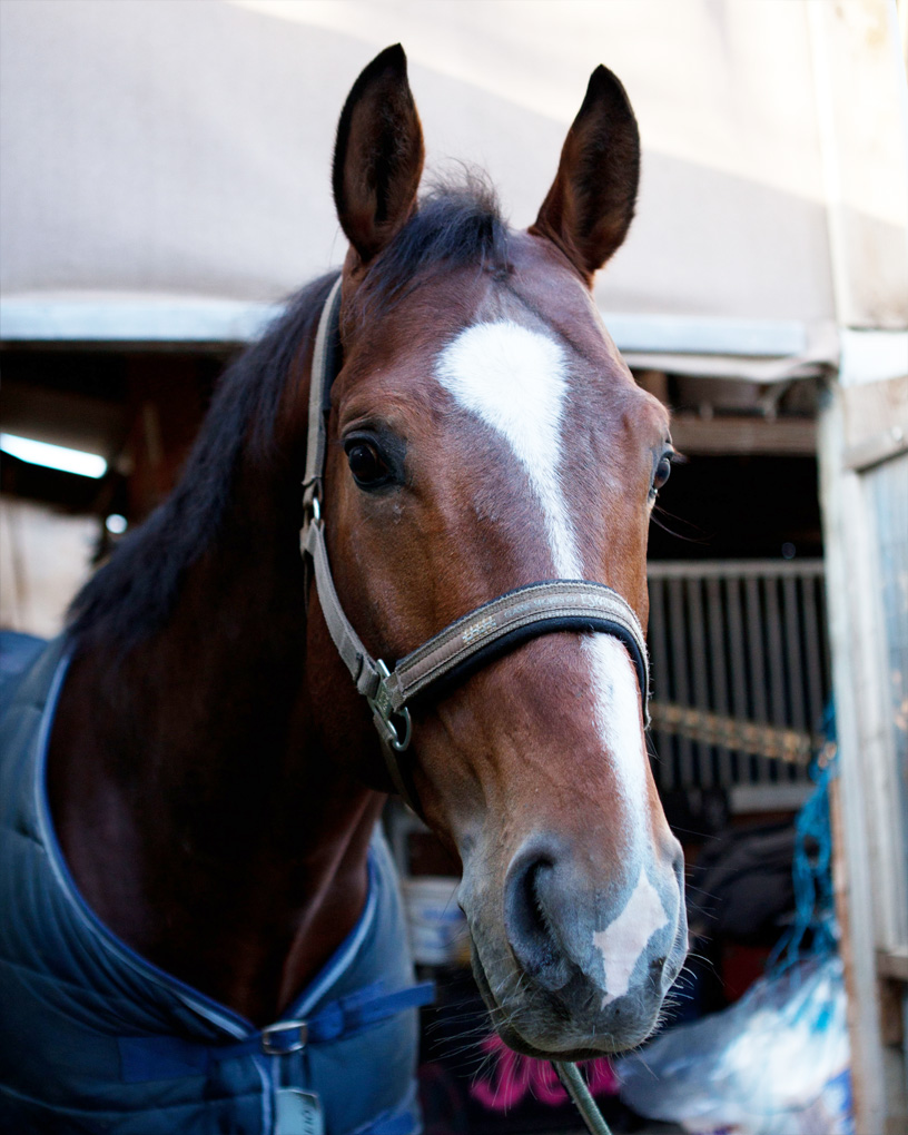 Grandalero S