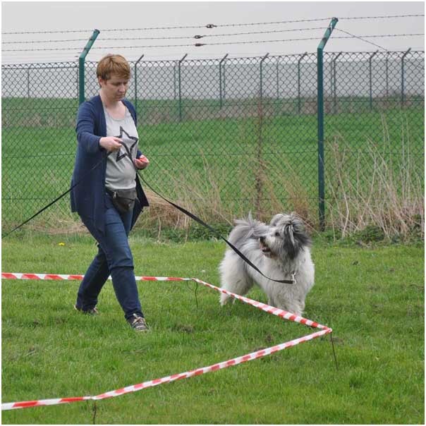 Schöne Aufmerksamkeit des Hundes - so soll es sein!