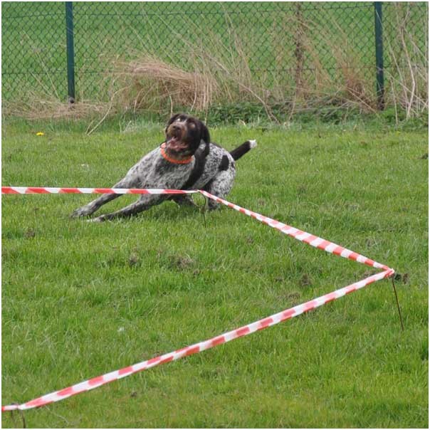 So sieht es nach vielem Üben später mal aus: der Hund wird frei geschickt