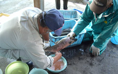 ビワマス の卵を採卵中