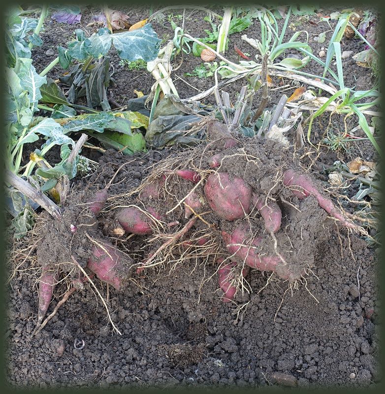 Yacon - Ein neues Gemüse im Garten