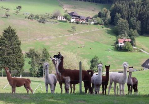 Alpakas im Obertal auf dem Bechererhof