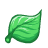 Feuille de menthol