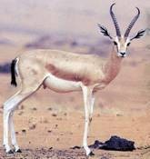gazelle dorca