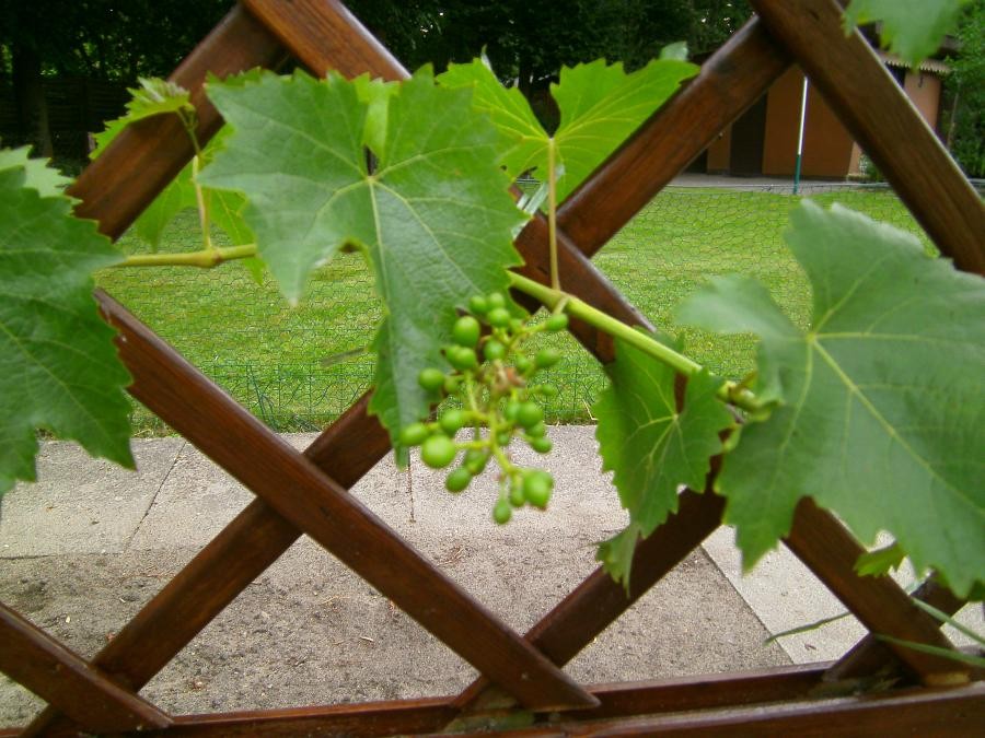 Weinanbau in Hamburg Unser Kleingarten ein kleines Paradies entsteht