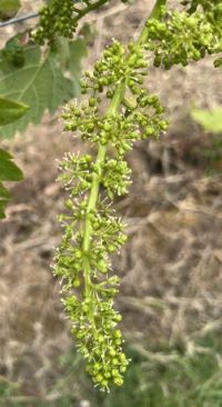 Geschein während der Traubenblüte
