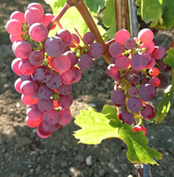 Bild von Trauben des Roten Riesling