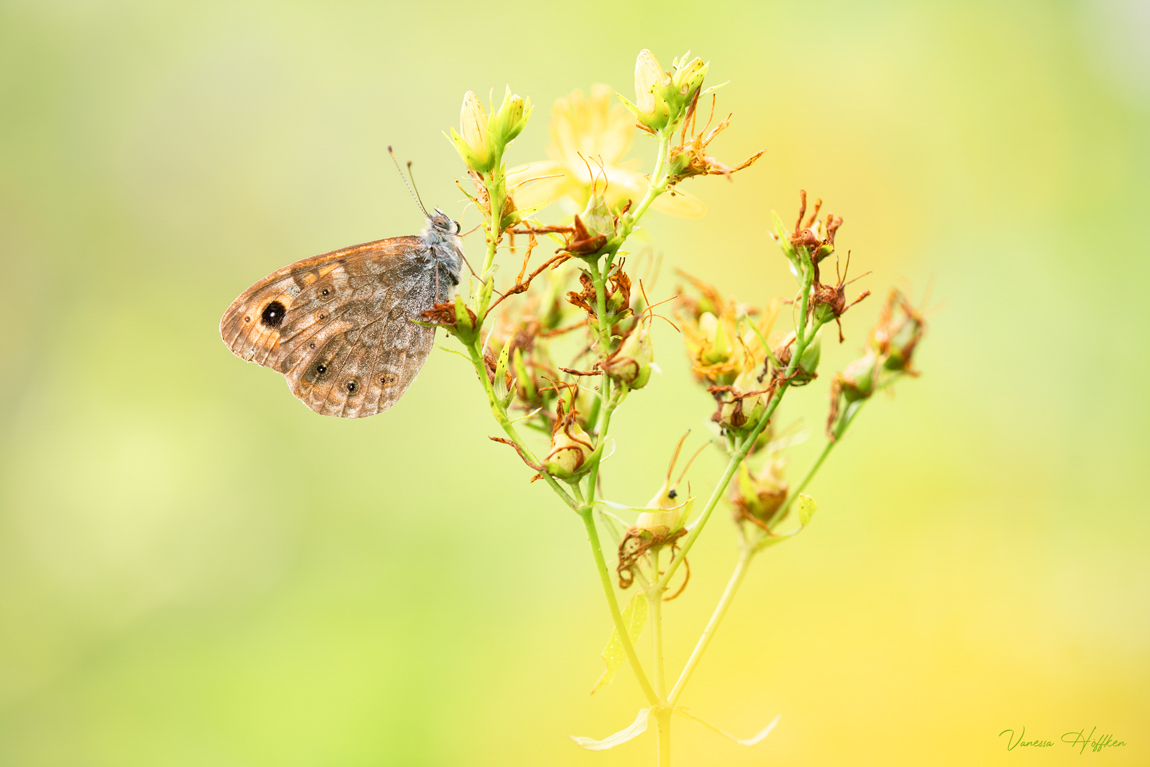 update Makro-Galerie Vanessa