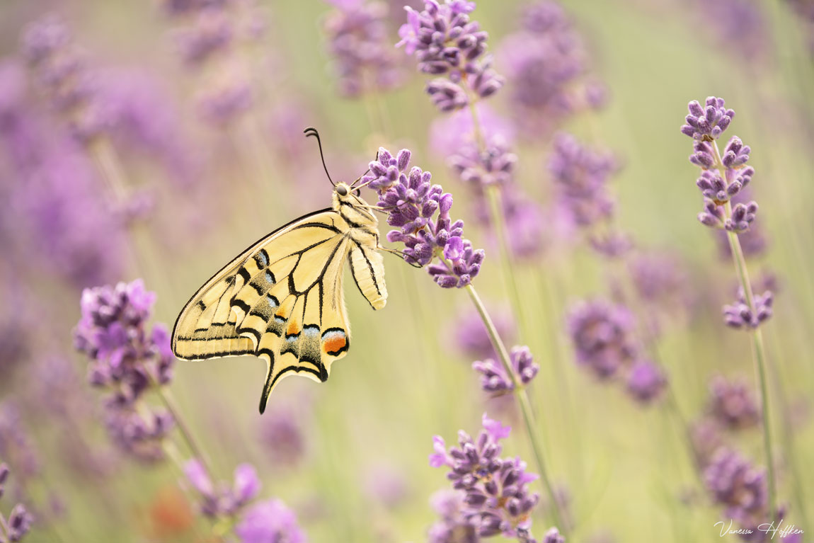 Eine Metamorphose miterleben