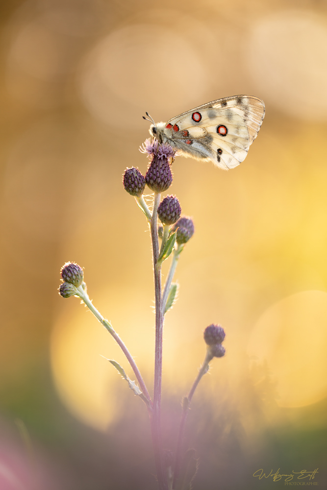 update Makro-Galerie Wolfgang