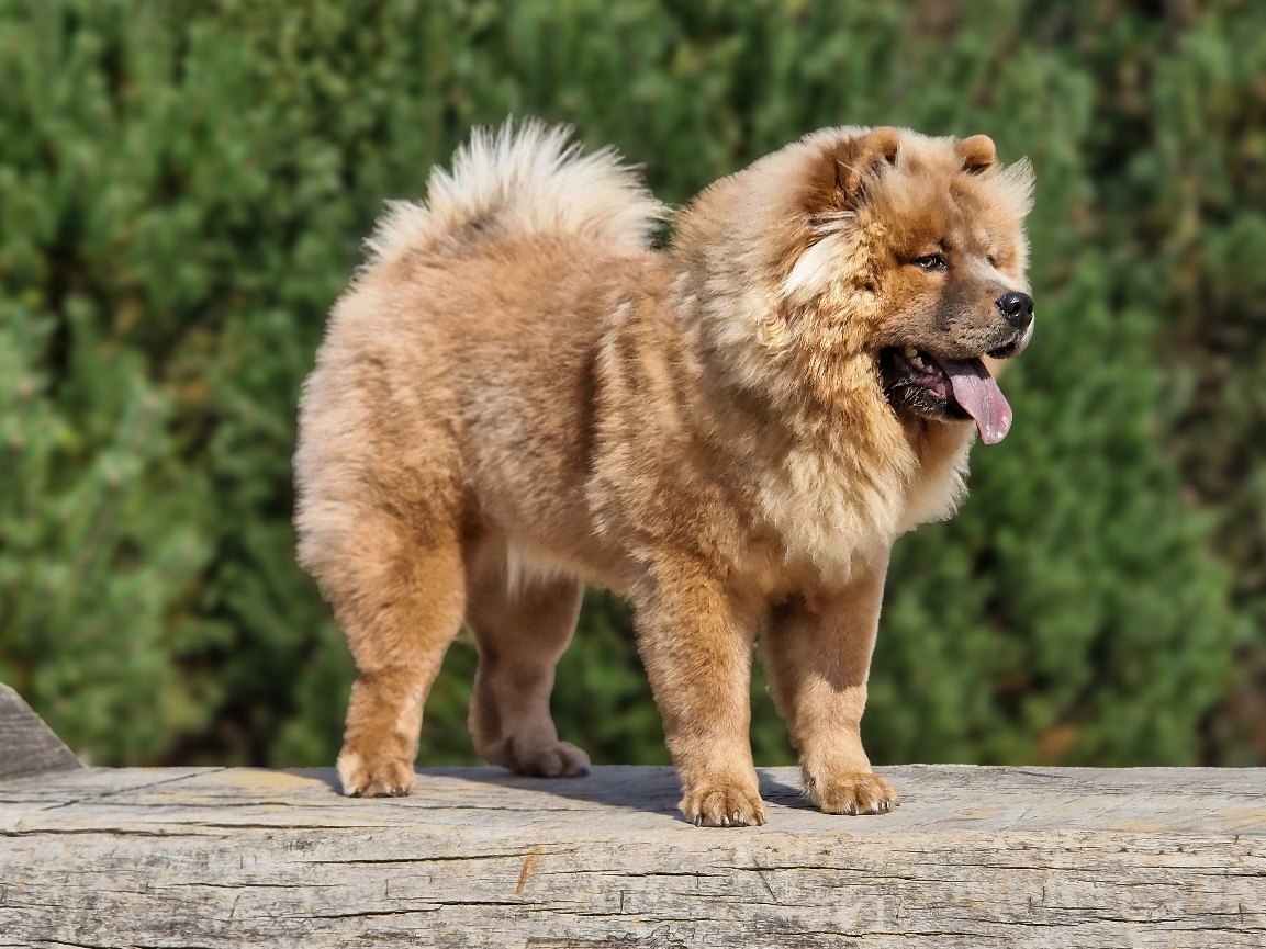 Mede eigenaar: Jacobine Mol-Broekhuizen
