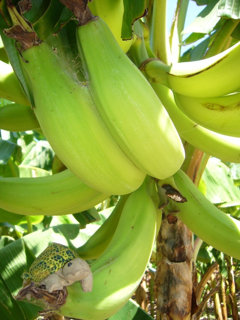 Wandern durch Bananenplantagen