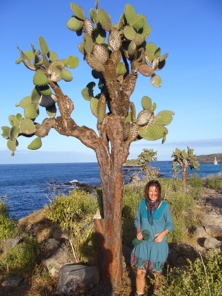 diese Kaktusbaeume gibt es nur auf Galapagos