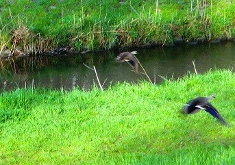 鴨は近づくと飛び立ってしまった。多分、４月１２日の早朝探索で出会った仲の良い２羽の鴨だと思う。夫婦なのだろうか…