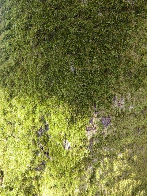 桜の幹が苔のようなものにおおわれていた。ふれるとビロードのような感触だった