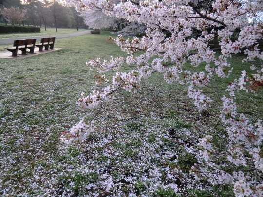 桜散る野川公園からスタート