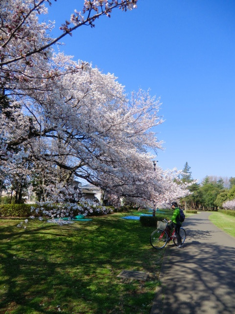 自転車に乗ったまま桜の写真を撮っていた方