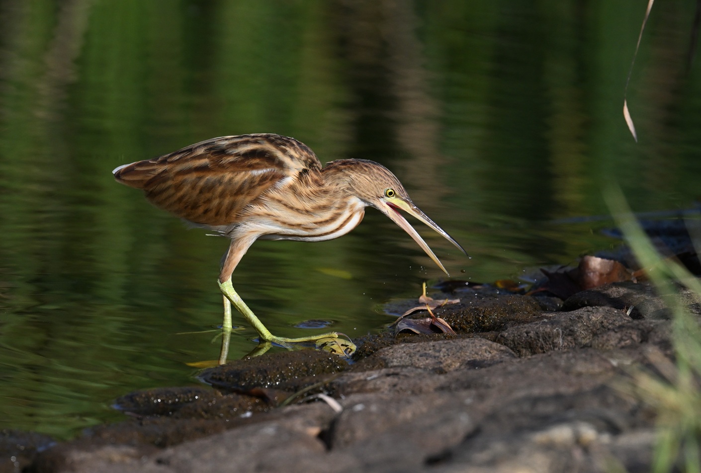 2025年9月25日 三鷹市在住の武田さん - 武蔵野コッツウォルズ