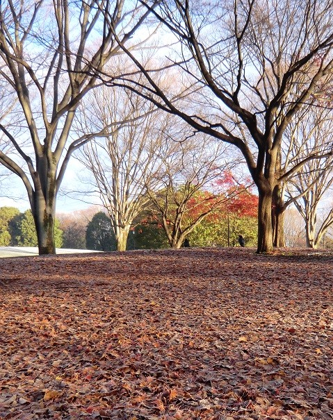 １１月２２日（2013）　落ち葉の公園と２羽のカラス：神代植物公園・自由広場